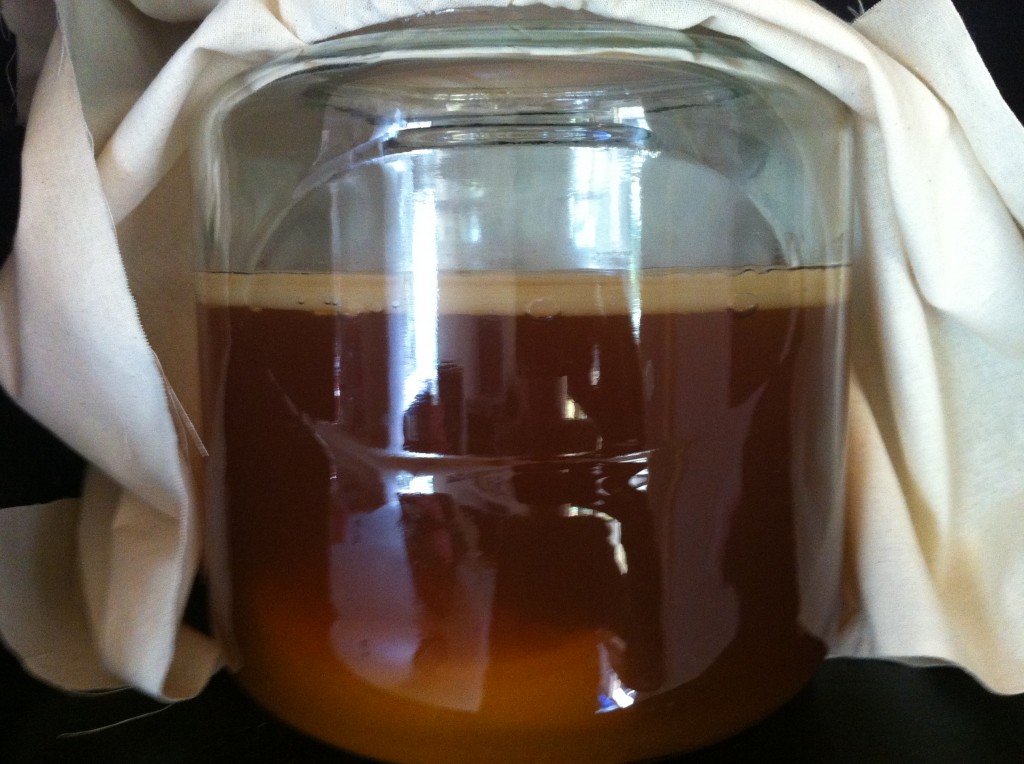 Kombucha mother and scoby